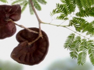 Proteína de planta brasileira inibe progressão do câncer de mama triplo-negativo